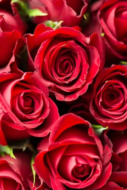 Winter days in love in the Almrausch