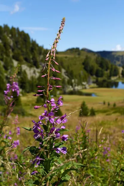 Spring fragrance & flower miracle 7=6