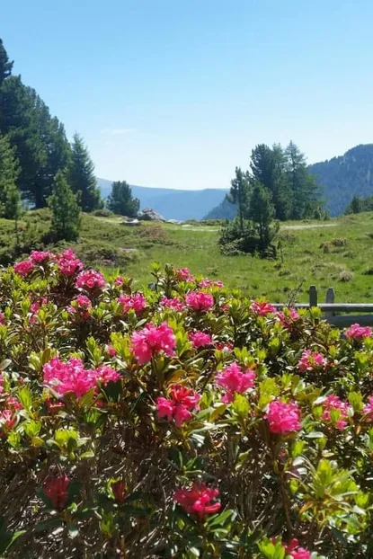 Alpine Rose Blossom  5=4